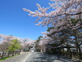 勿来の関公園の桜