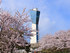 三崎公園の桜