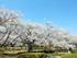 大畑公園の桜