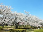 大畑公園の桜