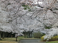 東緑地公園の桜