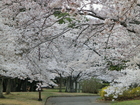 東緑地公園の桜