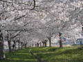 鹿島の千本桜