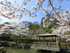 松ヶ岡公園の桜