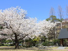 平中央公園の桜