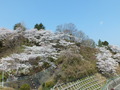 御幸山公園の桜