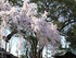 三島八幡神社のシダレザクラ