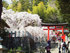 小川諏訪神社のシダレザクラ