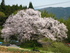 田人の石割桜