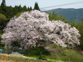 田人の石割桜