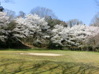 観音山公園の桜