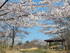 新富ヶ浦公園の桜